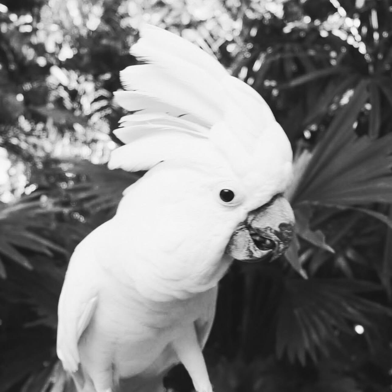 Phuket Bird Park logo