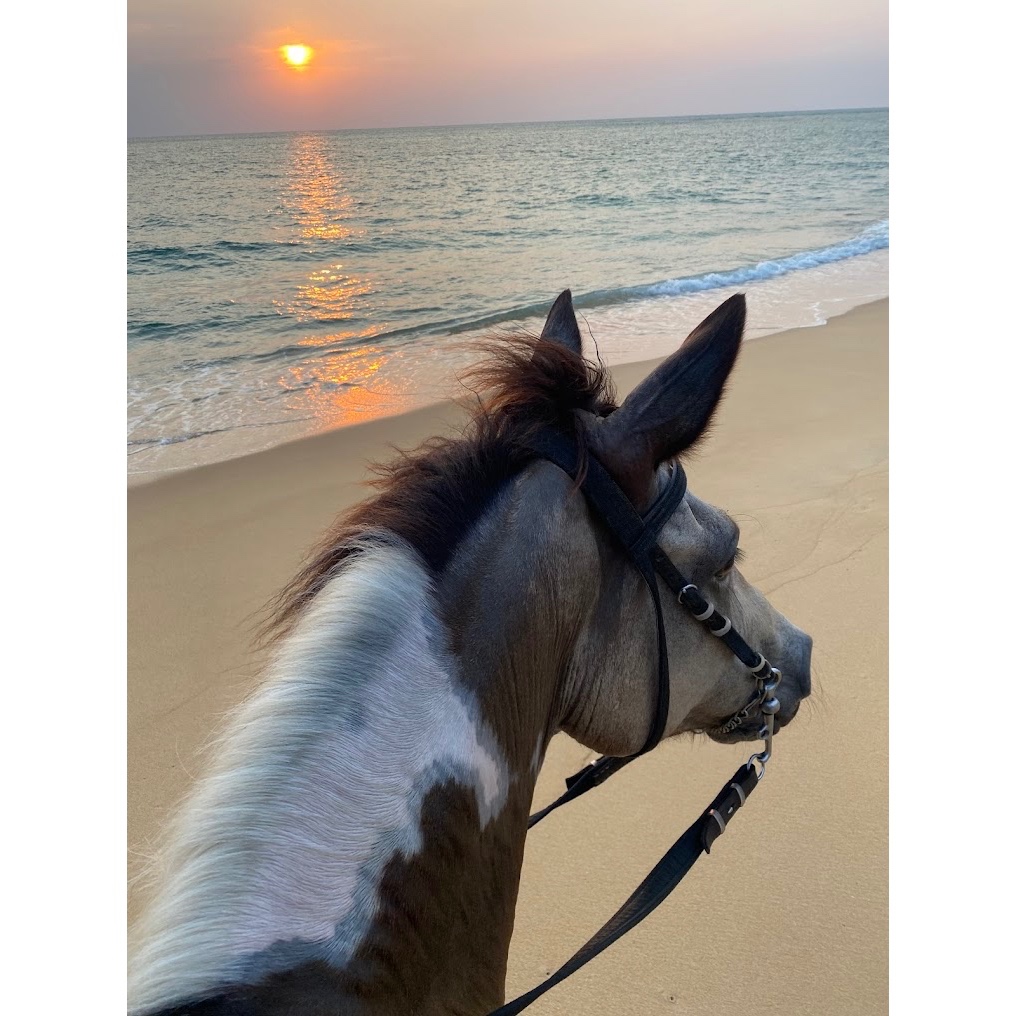 Phuket Horse Riding Club logo