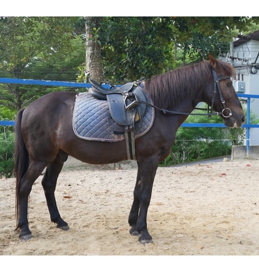 Phuket Horse Riding Chalong logo
